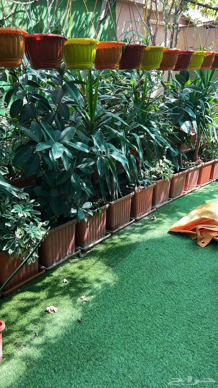 أشجار زينة 19