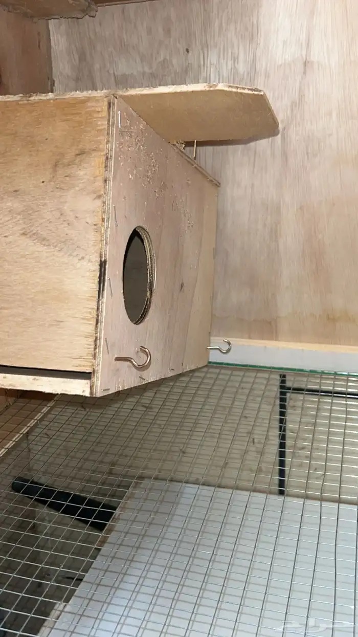 محكر للبيع وبيضات المحكر جديد توه ماله اسبوعين والبيضات 1