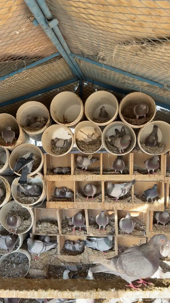 للبيع حمام سلفر 0