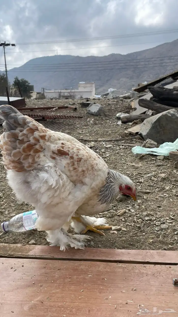 دجاج براهم كولومبي 8