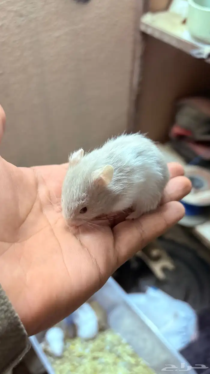 هامستر سوري للبيع 2