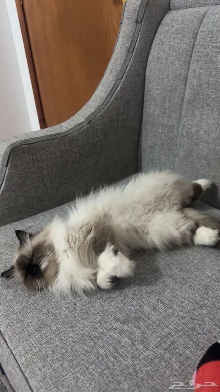 قطه انثى لتزاوج 2