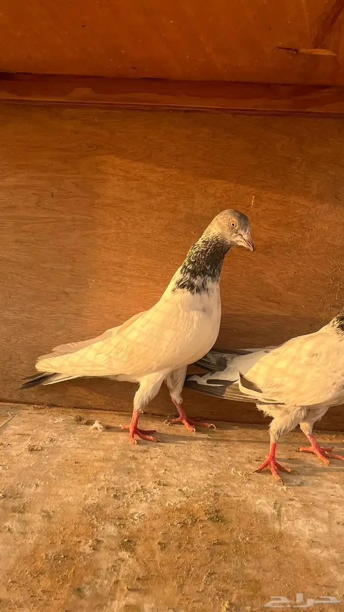 باكستاني جوز قولدن بيور 5