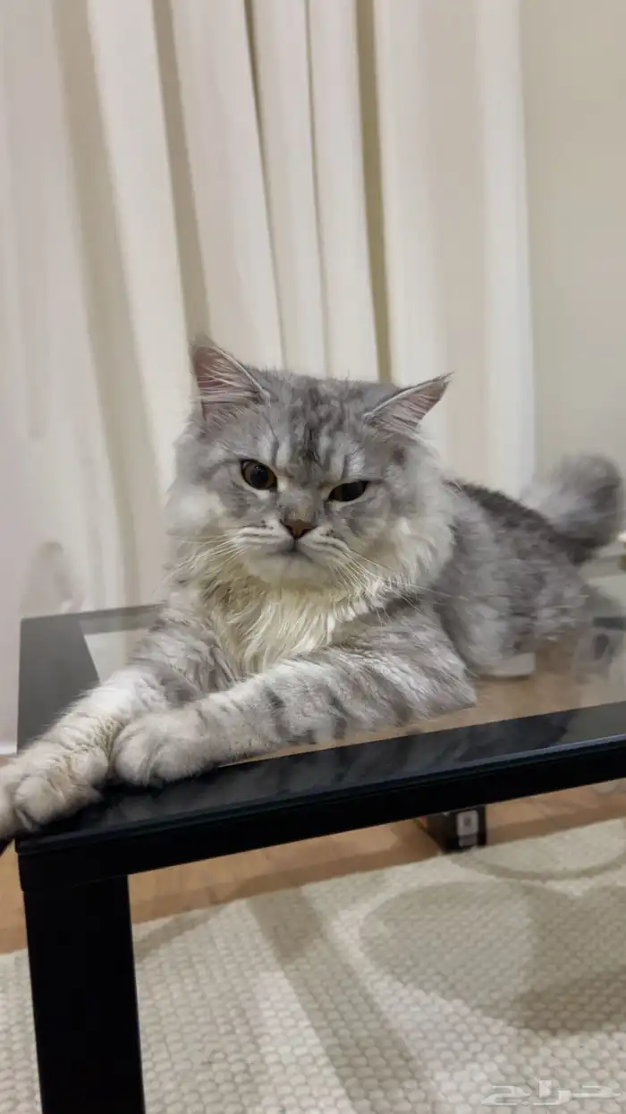 قط يطلب التراوج نوعه   شيرازي 0