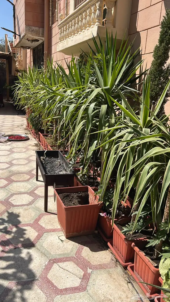 أشجار زينة 12