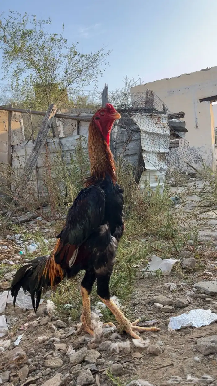 ديك شامو ياباني 2