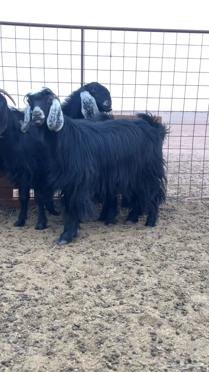 للبيع معزا عوارض 1