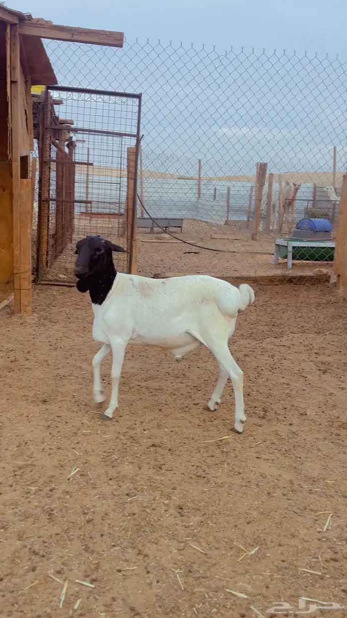 طليان برابر مرابي 3 شهور فل شحم 0