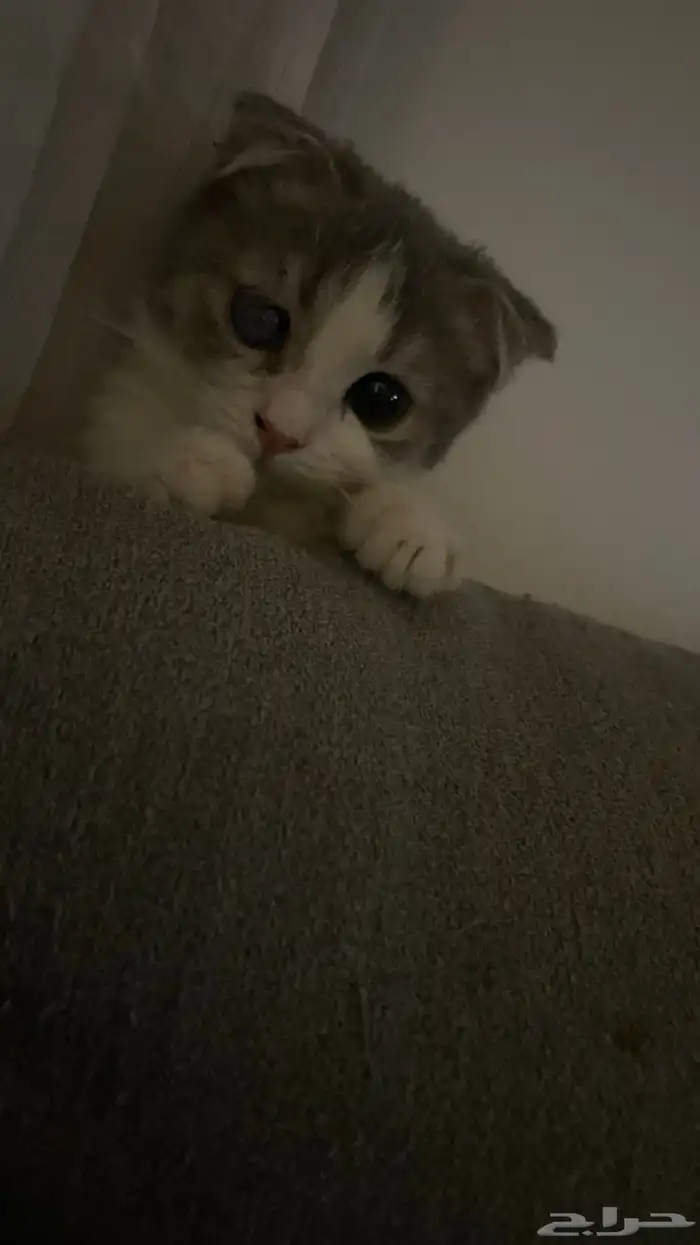 كتن سكوتش فولد 1