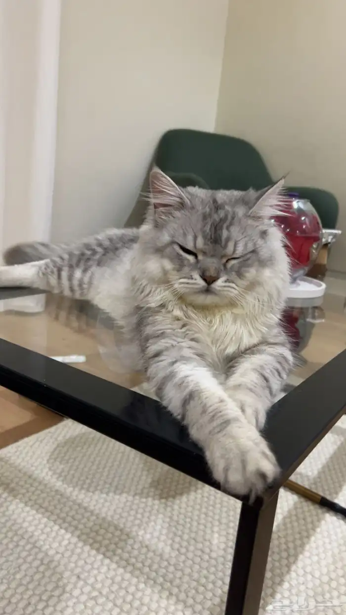 قط يطلب التراوج نوعه   شيرازي 1