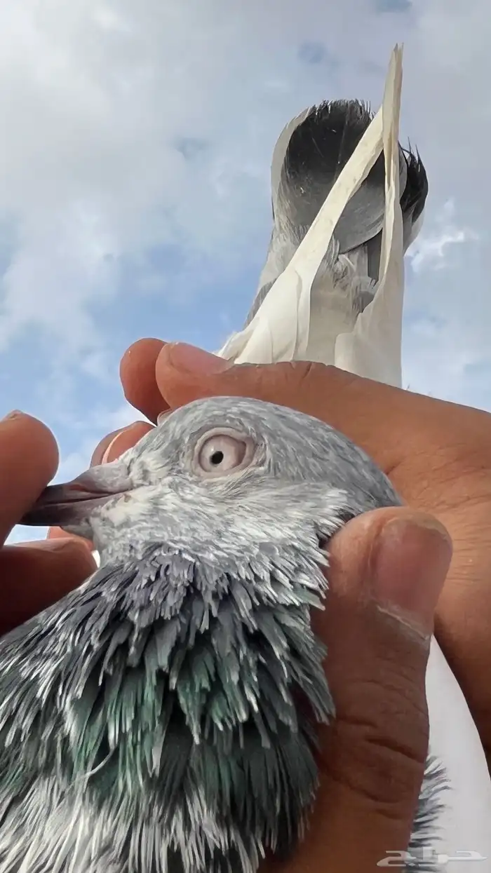 باكستاني جوز قولدن بيور 7