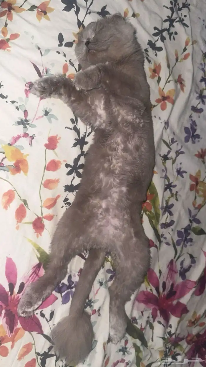 قطين سكوتش فولد 6