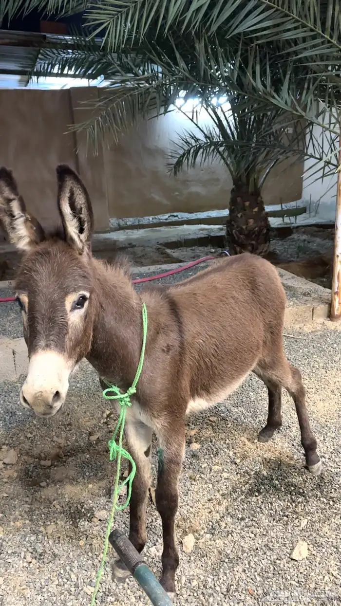 حماره صغيرة 0