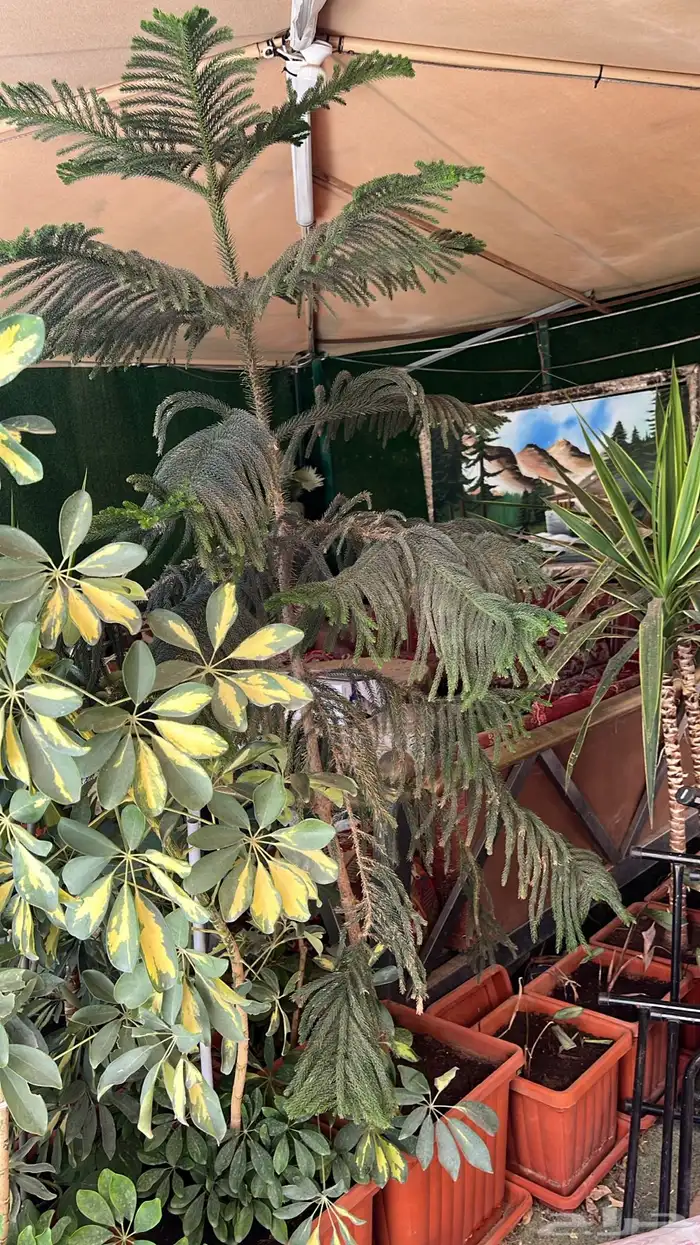 أشجار زينة 7