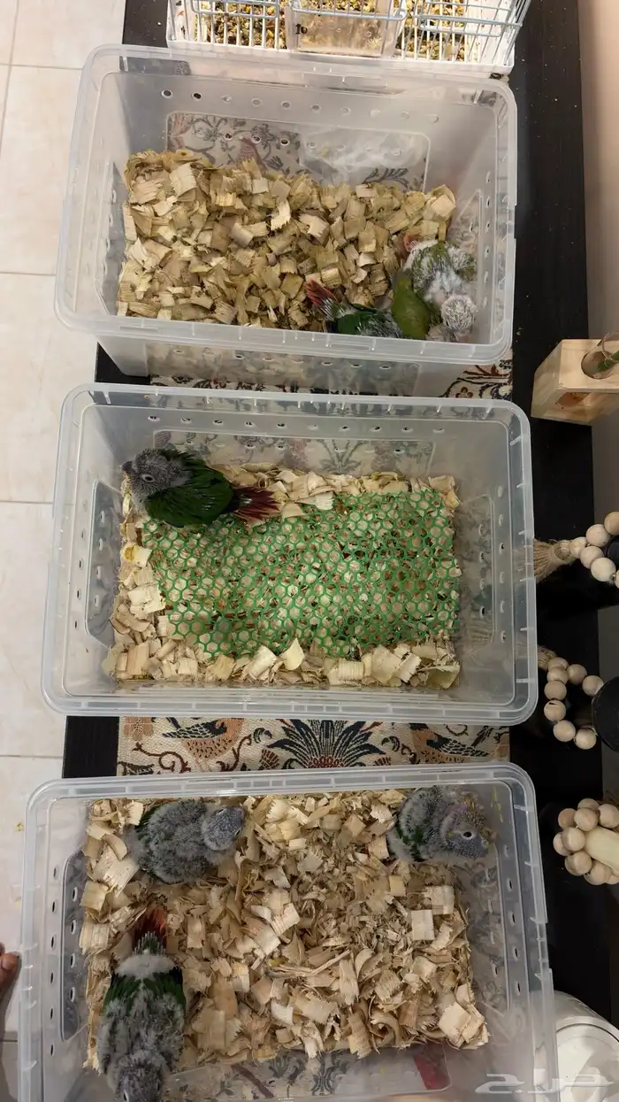 7 فروخ كنيور 3