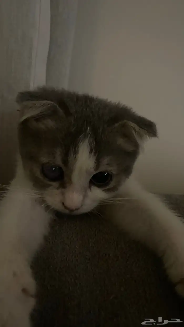 كتن سكوتش فولد 0