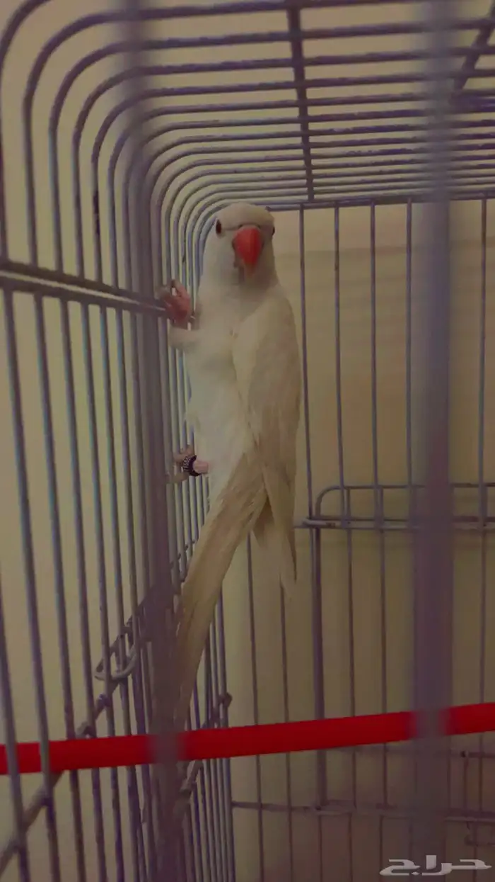 دره أنثى للبيع 2