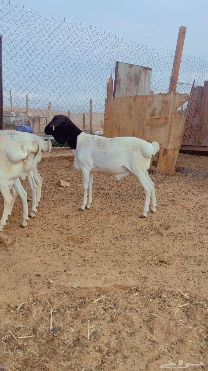 طليان برابر مرابي 3 شهور فل شحم 3