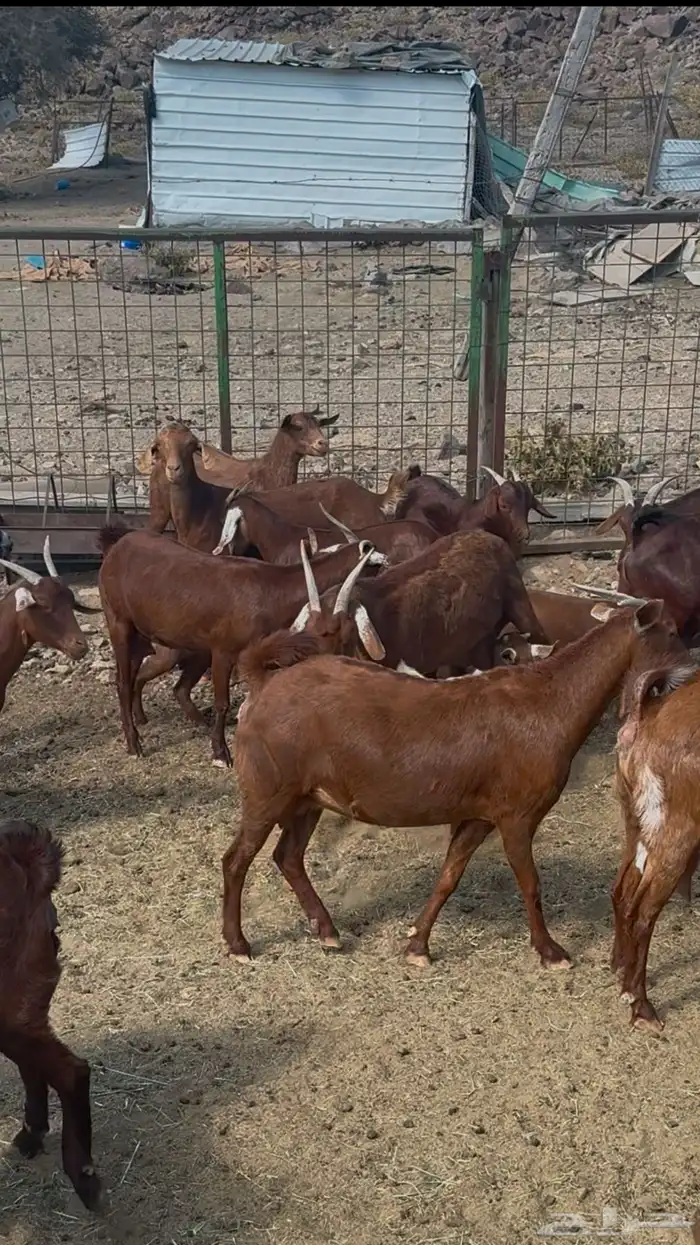 معزا دهم محايليه 53 يتبعها 40 4