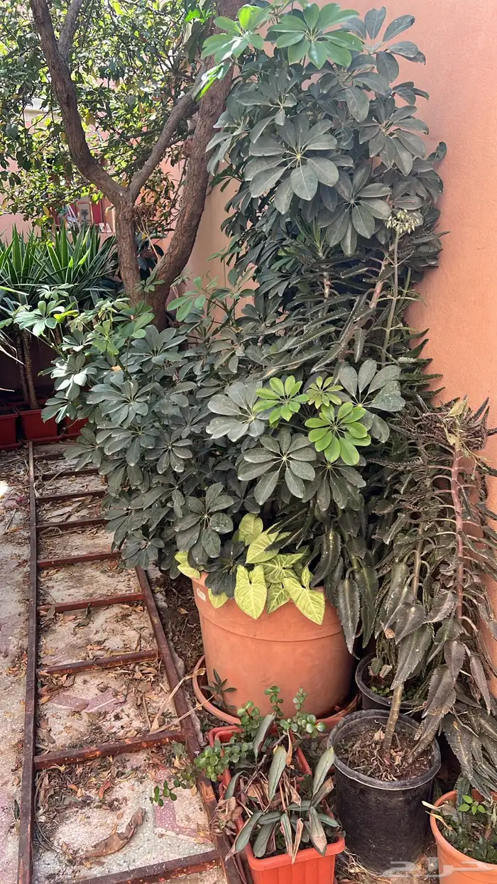 أشجار زينة 9