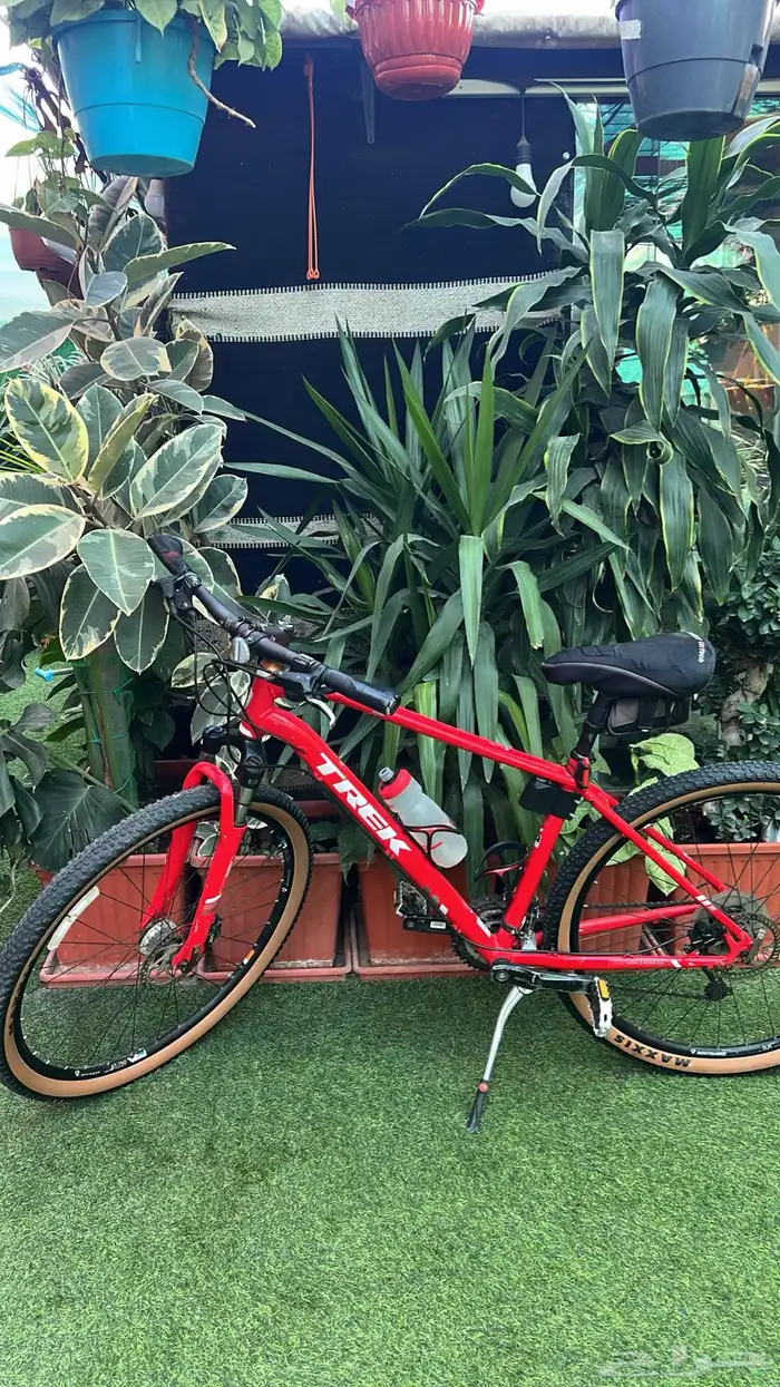 أشجار زينة 13