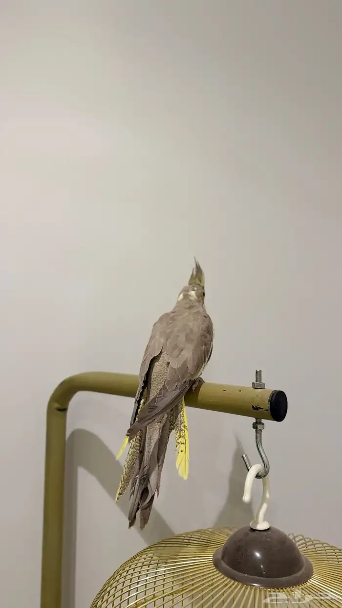 للبيع عصفور كروان كوكتيل 1