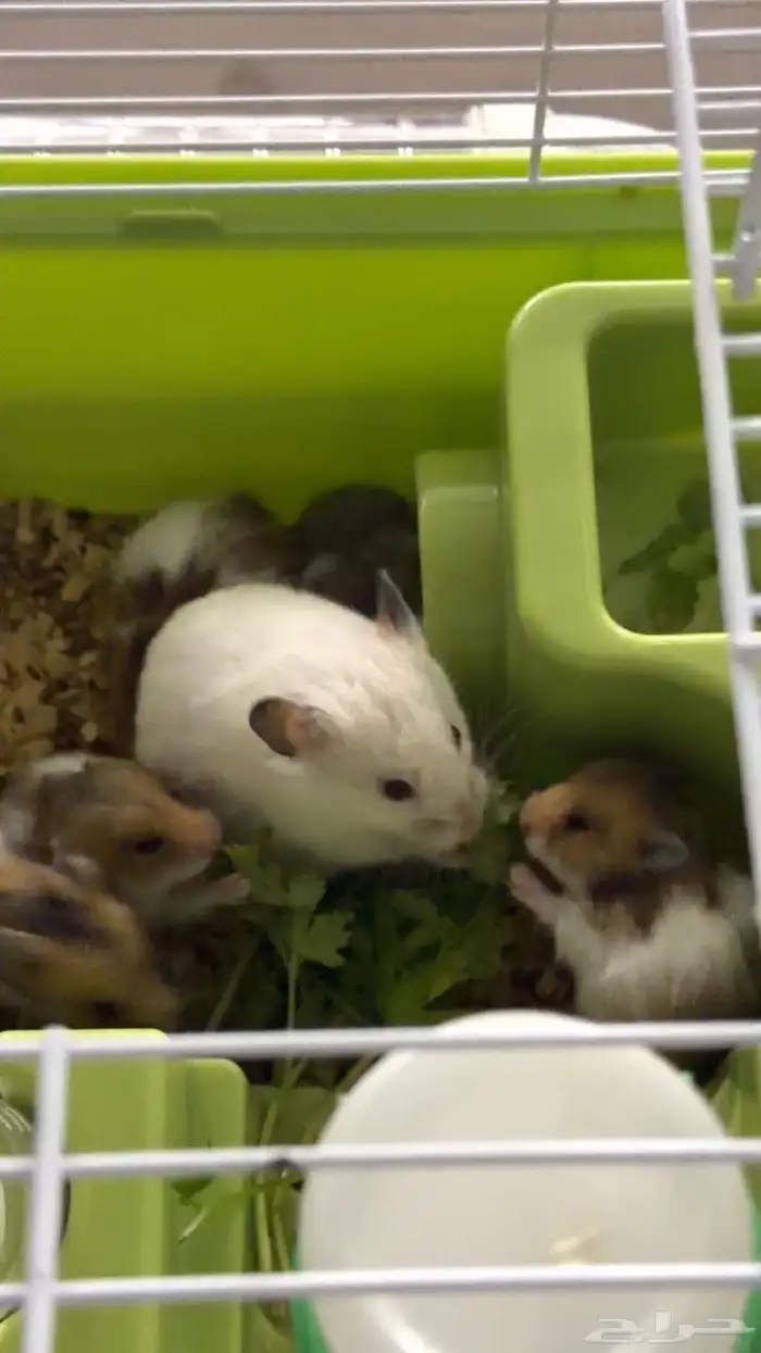 هامستر للبيع مع اطفاله 0