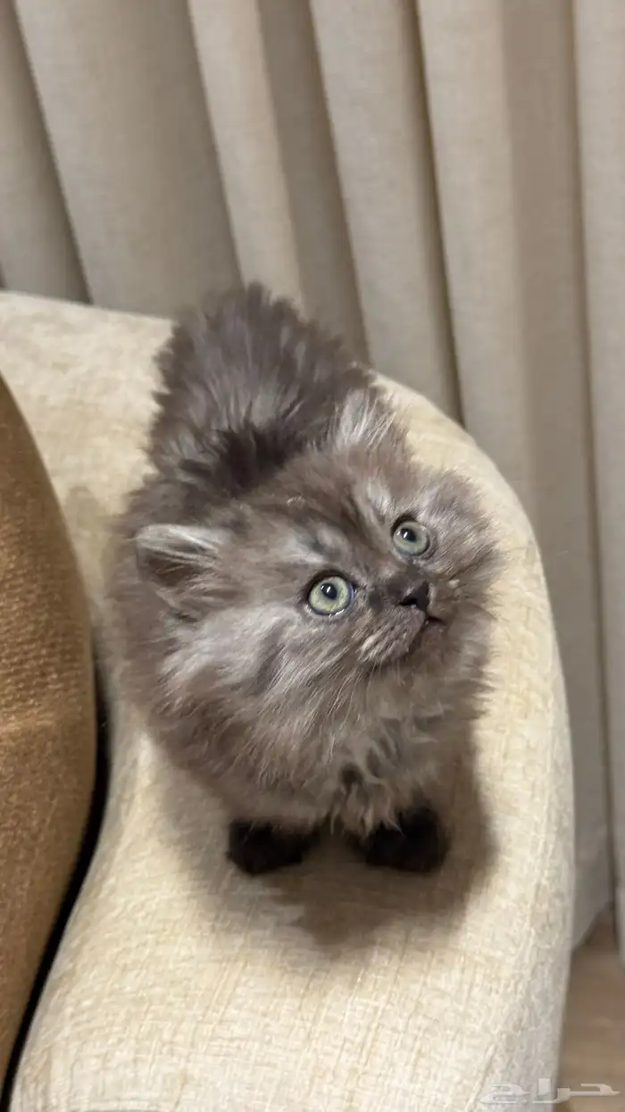 قطط هملايا للبيع 5