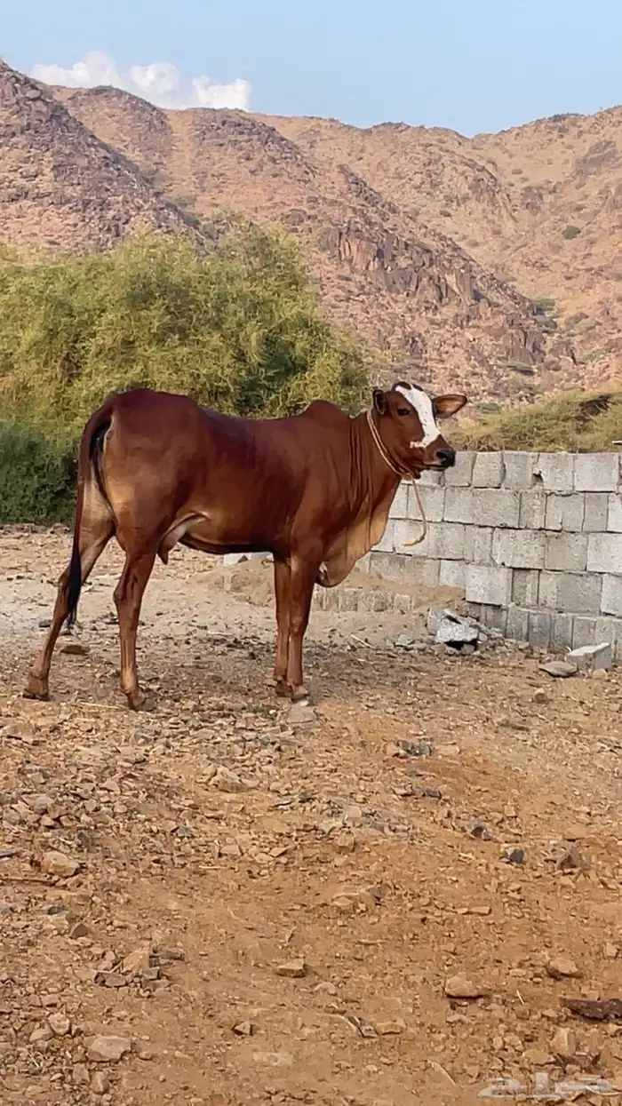 اعرض إمامكم بقره تحتها عجل 0