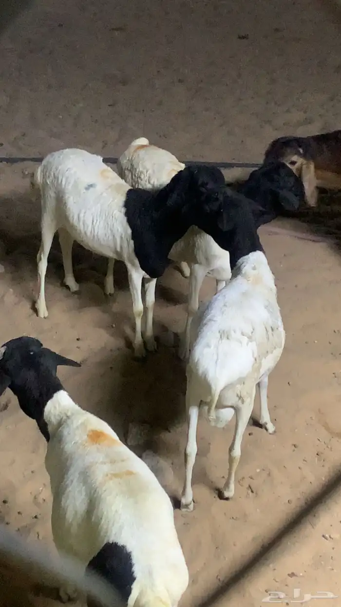 للبيع سواكن وبرابر مرابي شرط جذعان 9