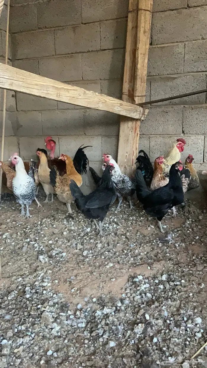 دجاج بياض فيومي وبلدي 15 بديك دجاج بريي 3