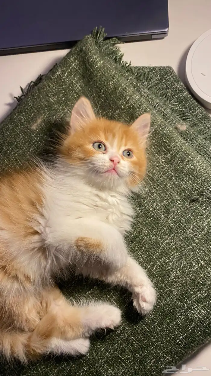 قطتين للبيع 5