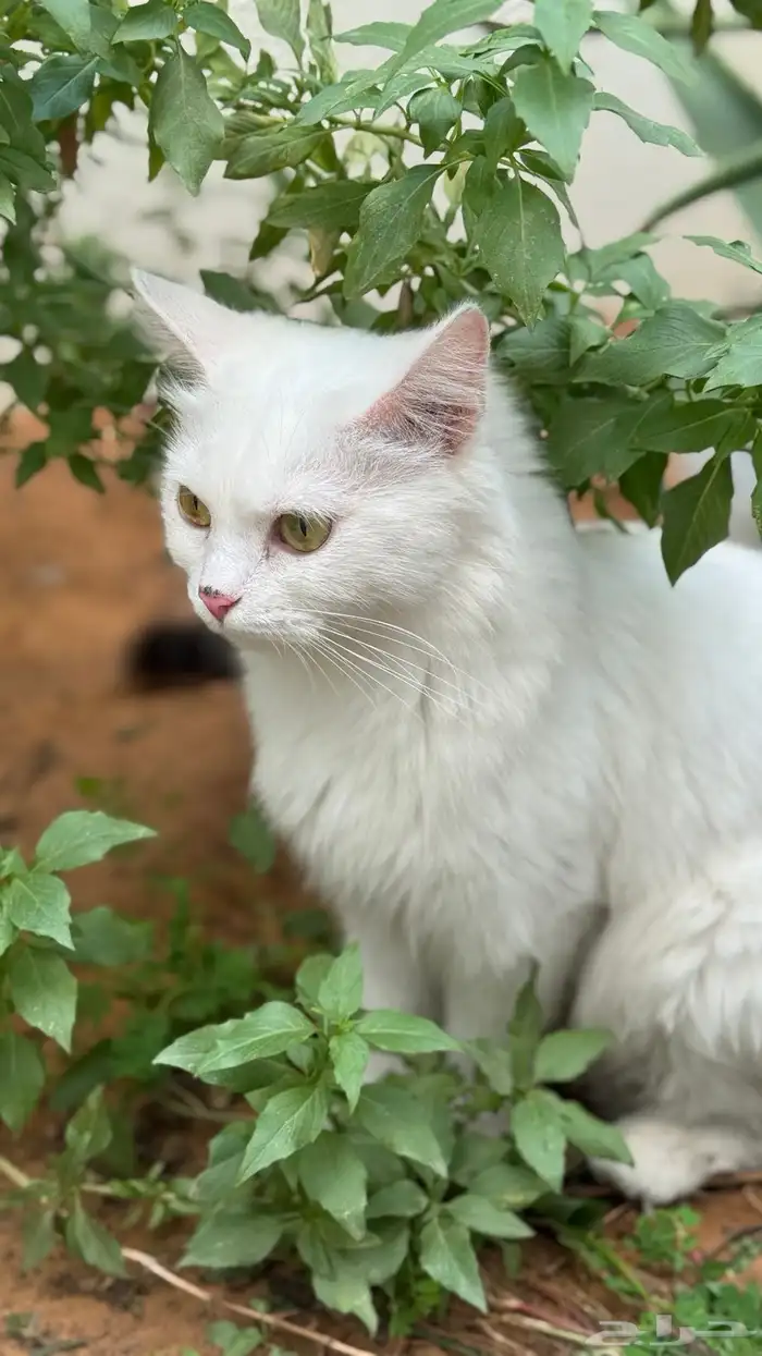 تبني شيرازي سيامي 0