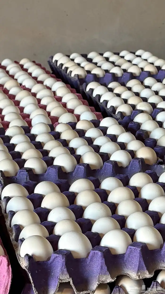 بيض مخصب فيومي شبابي سوبر جامبو 3