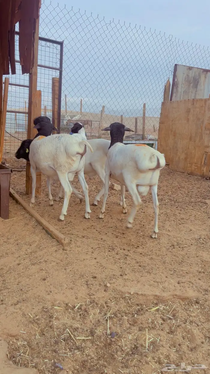 طليان برابر مرابي 3 شهور فل شحم 2