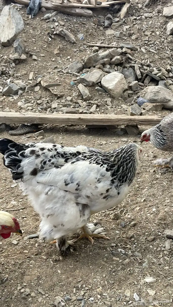 دجاج براهم كولومبي 5