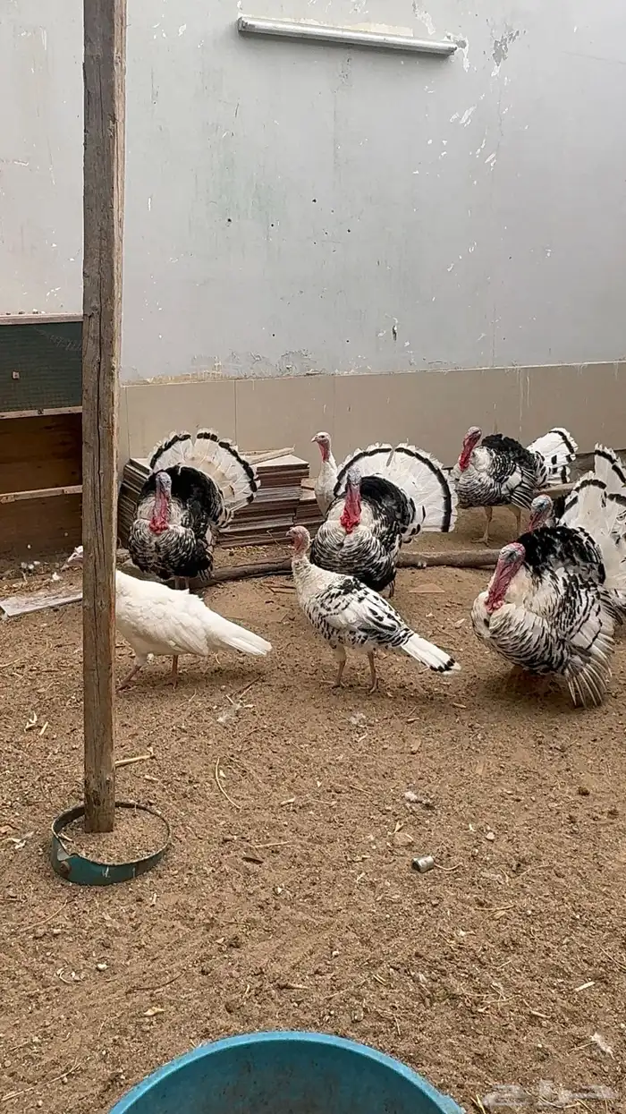 ديوك رومي فراشة 1