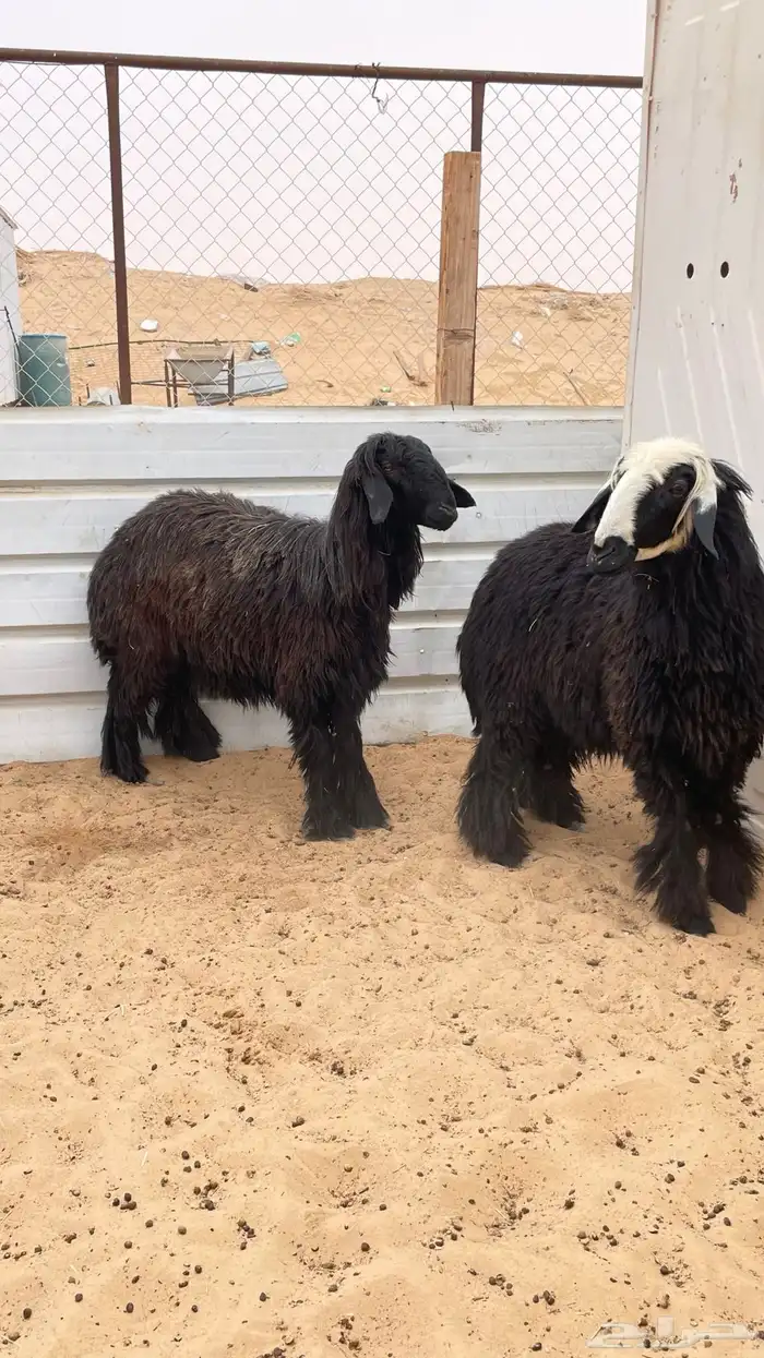 شوهات مقنوي 1