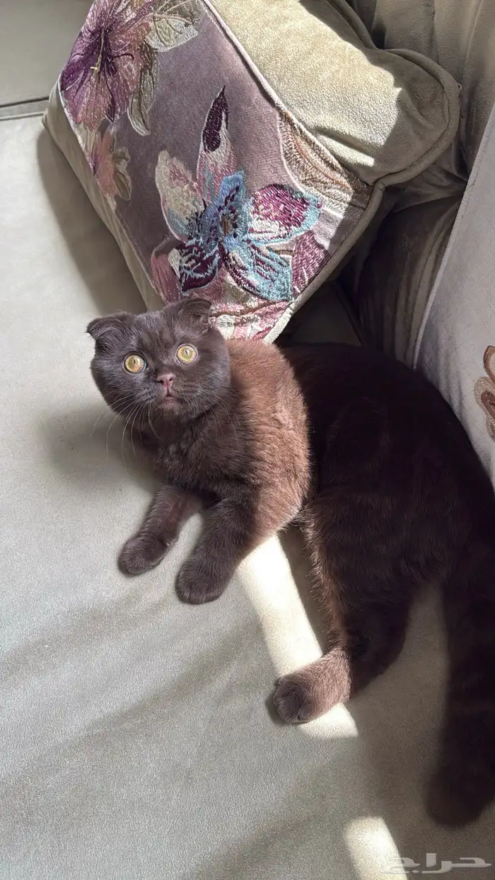 قط سكوتش فولد 2