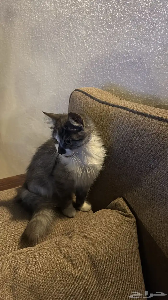 قطة للبيع ب 400 1