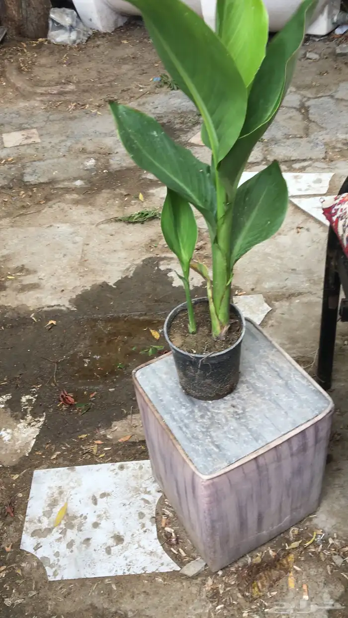 تنسيق الحدائق المنزلية 18