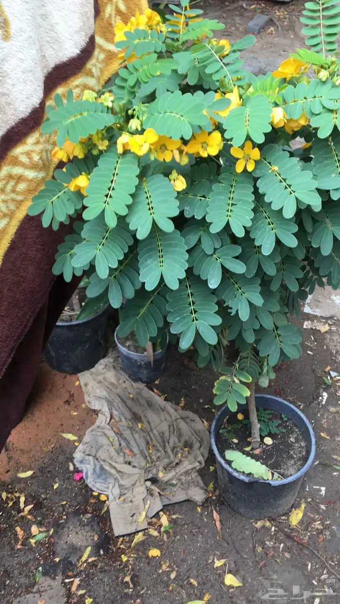 تنسيق الحدائق المنزلية 15