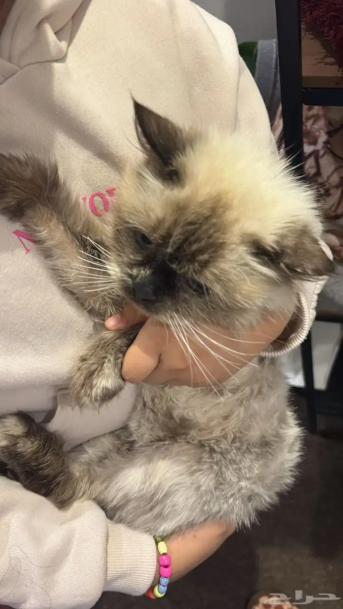 قطوه للتبني 0