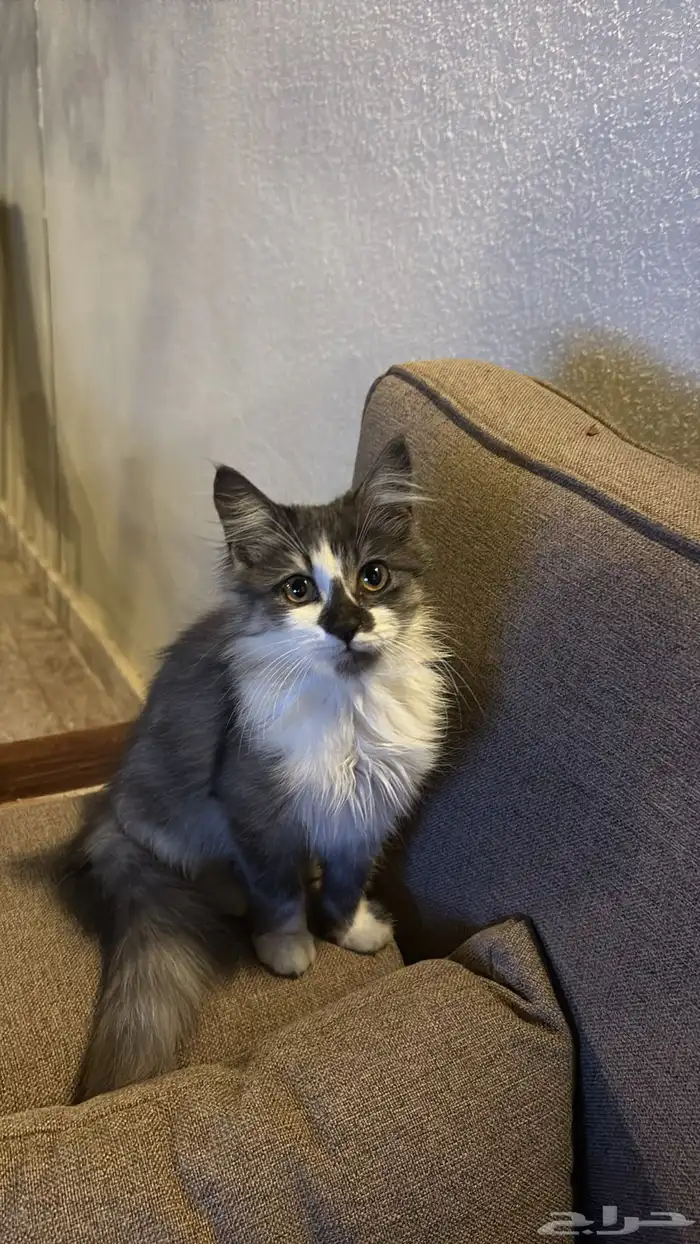 قطة للبيع ب 400 0