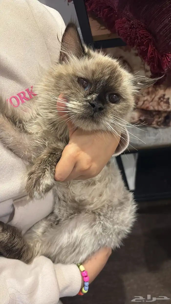 قطوه للتبني 1