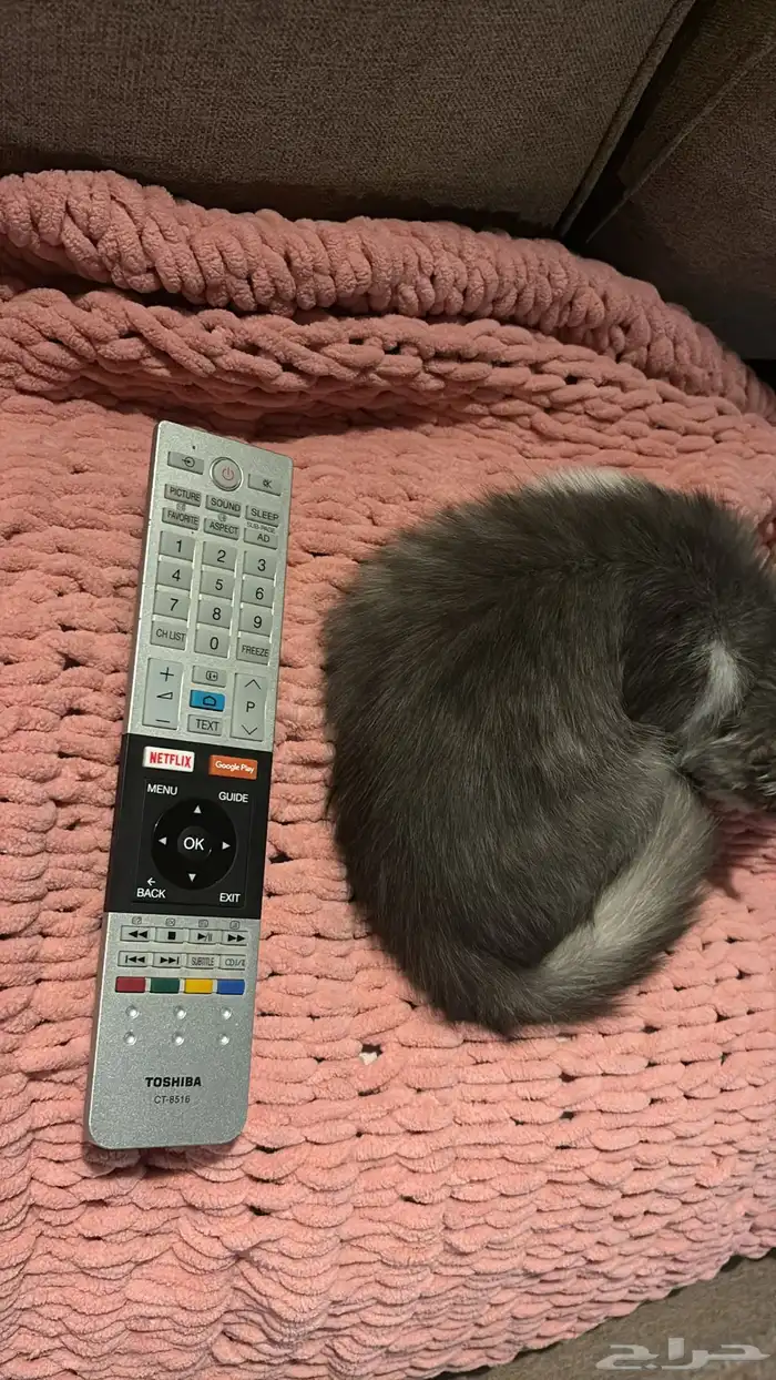 قطة للبيع ب 400 3