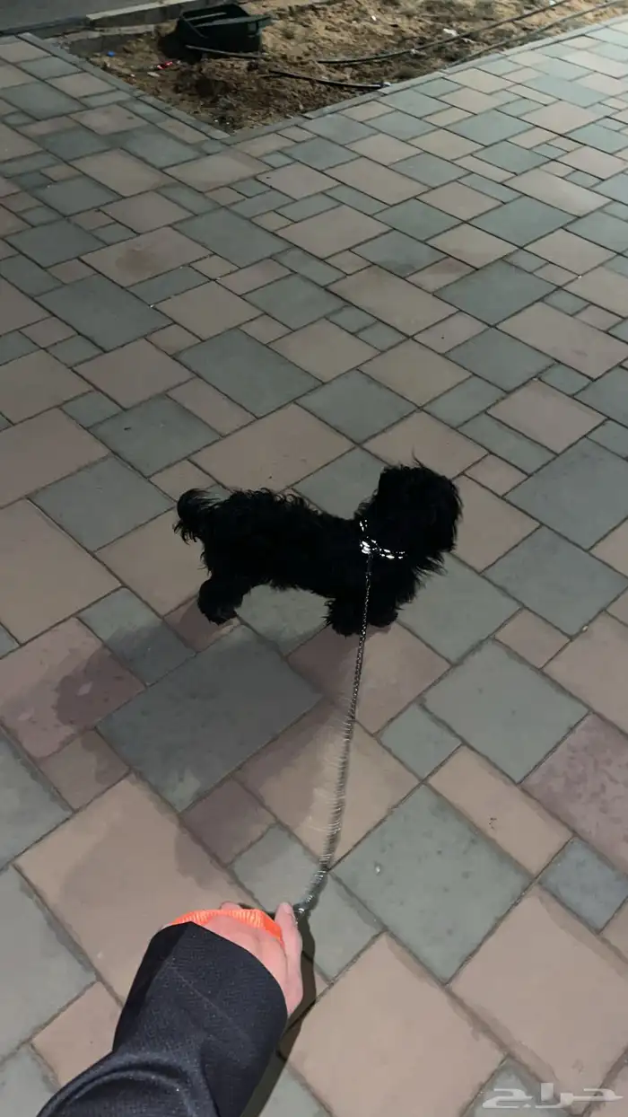 كلب مالتيز 0