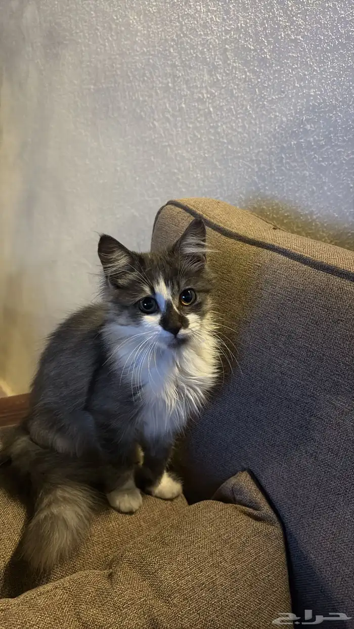 قطة للبيع ب 400 4