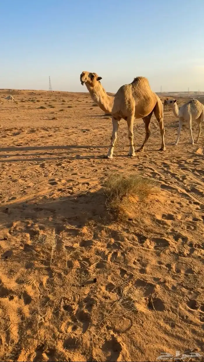 للبيع قعود رماني منتج 0