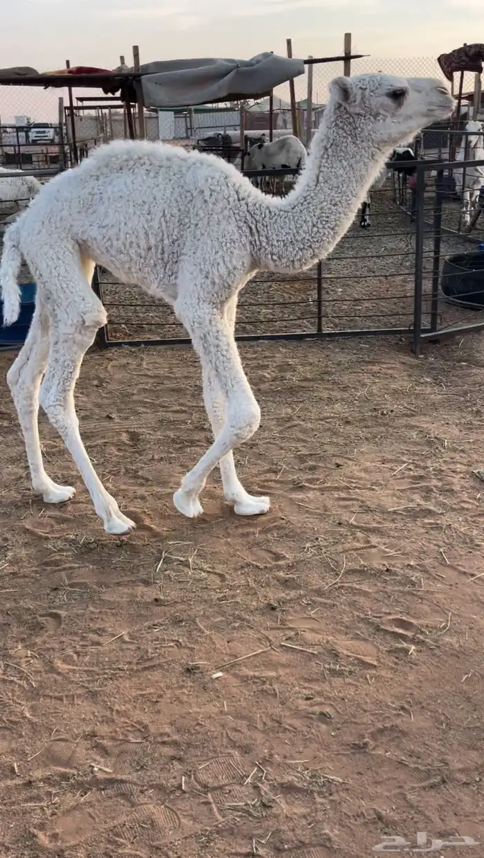 للبيع حواره كفوو 0